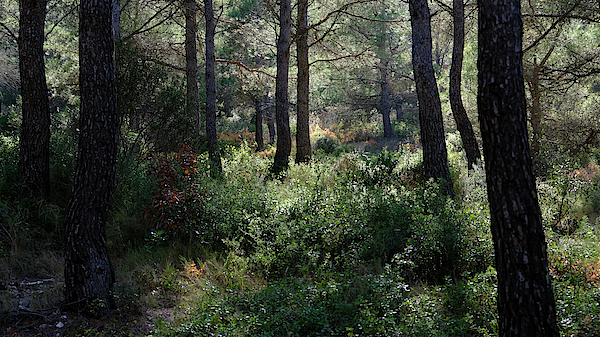 Gentle Forest Light by August Timmermans Gentle Forest Light by August Timmermans